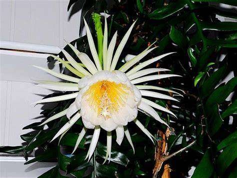 Queen of the Night Cactus